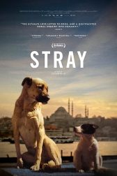 دانلود فیلم Stray 2020