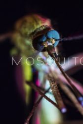 دانلود فیلم Mosquito 2017